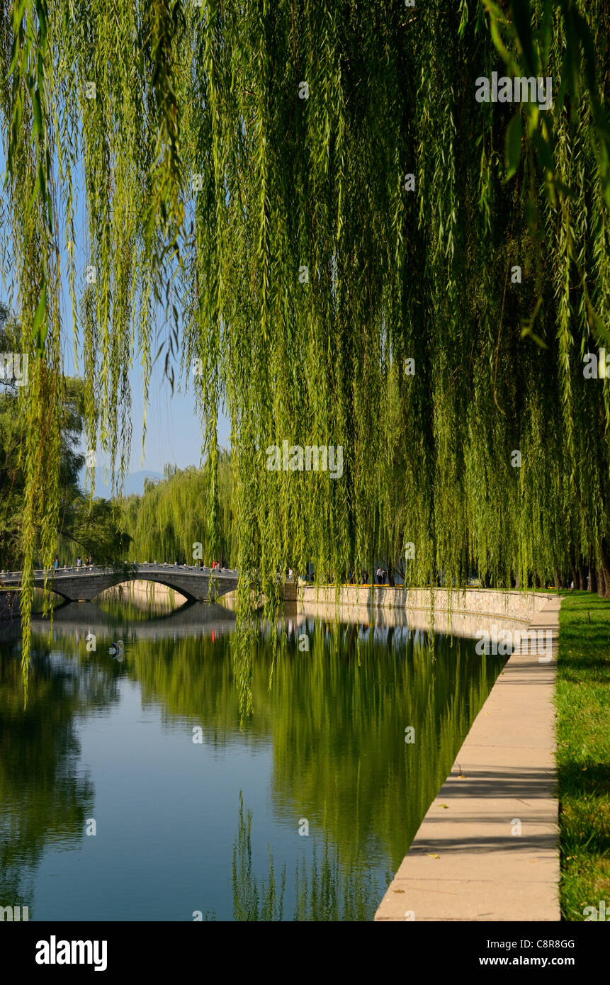 Pesci saltare nel canale del sud del Lago Kunming con gli alberi di salice al Summer Palace beijing cina Foto Stock