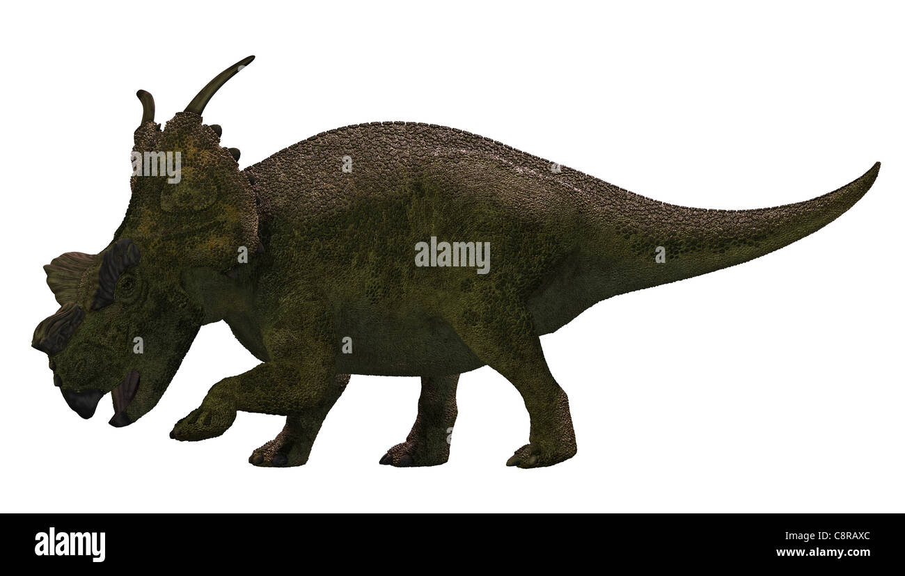 Achelousaurus è un genere di centrosaurine ceratopsid dinosauri dal tardo Cretaceo di quello che ora è il Nord America Foto Stock