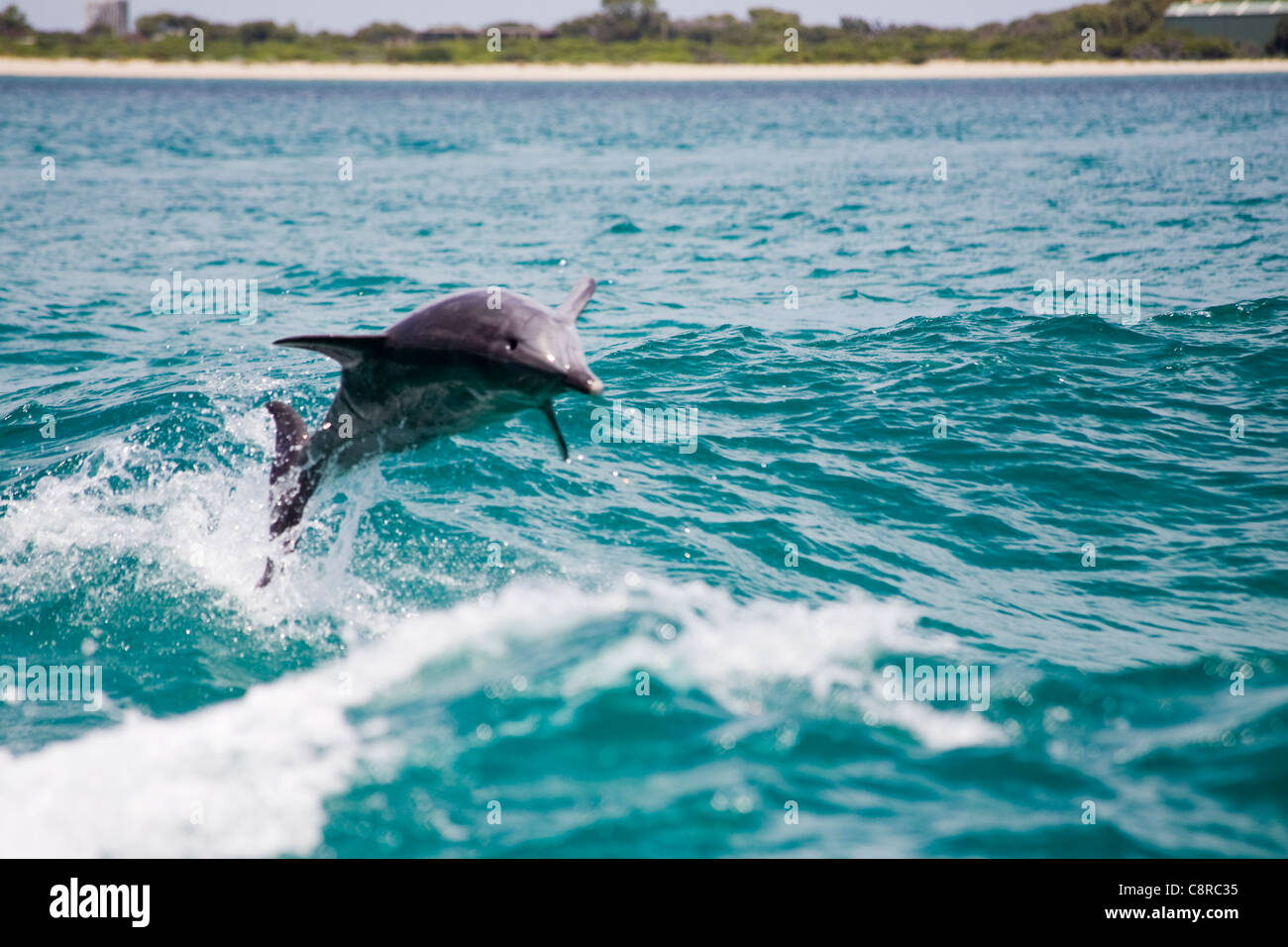 I delfini saltando la scia di una barca Foto Stock