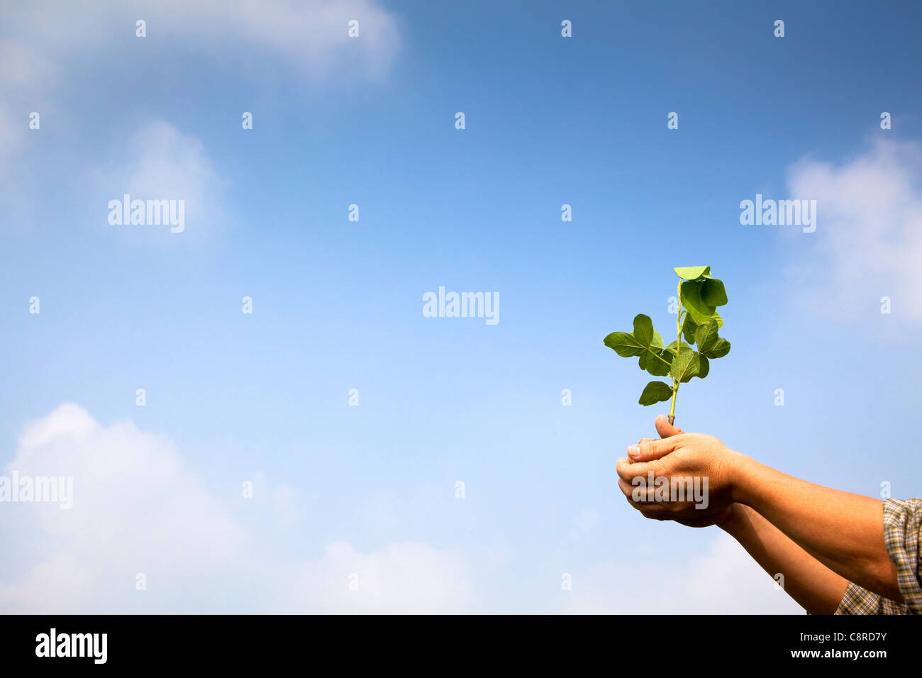 Mano del contadino azienda giovane pianta con Sfondo nuvola Foto Stock
