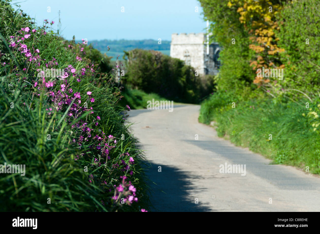 Messa a fuoco differenziale immagine di fiori sul ciglio della strada in un tipico paese di lingua inglese lane con una chiesa parrocchiale in background. Foto Stock