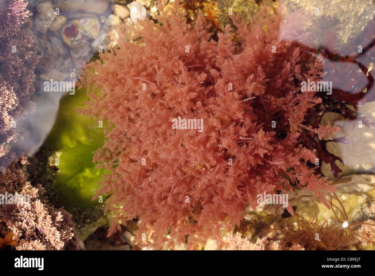 Un alga rossa (Asparagopsis armata) in un rockpool, una specie aliena, REGNO UNITO Foto Stock