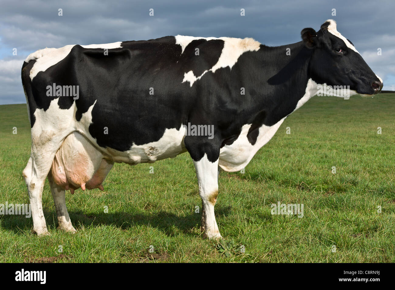 Il primo Regno Unito di bestiame da latte Foto Stock