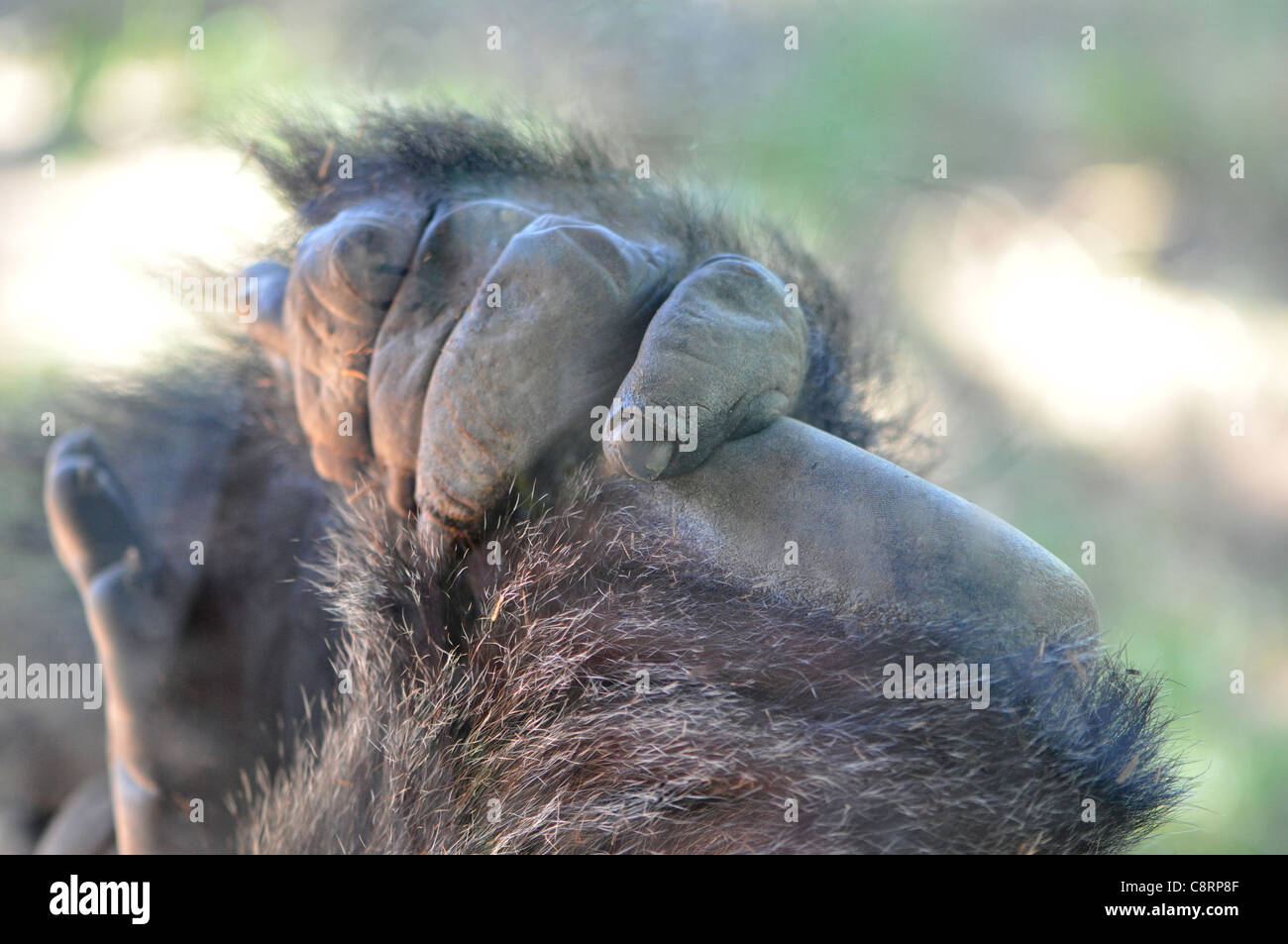 Close up di un primate tenere in mano il suo piede Foto Stock