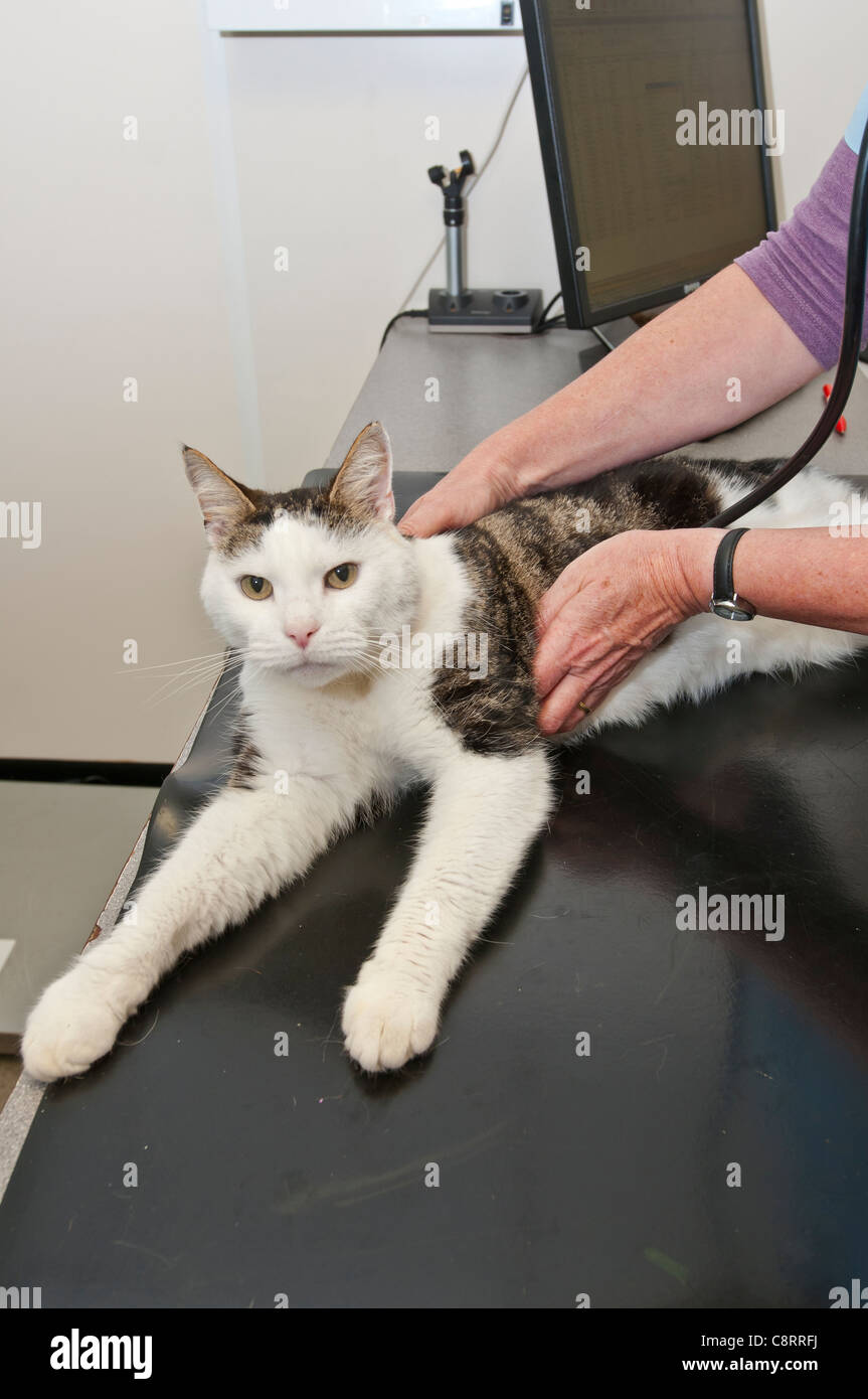 Cat avente controllare fino a chirurgia vetinary Foto Stock