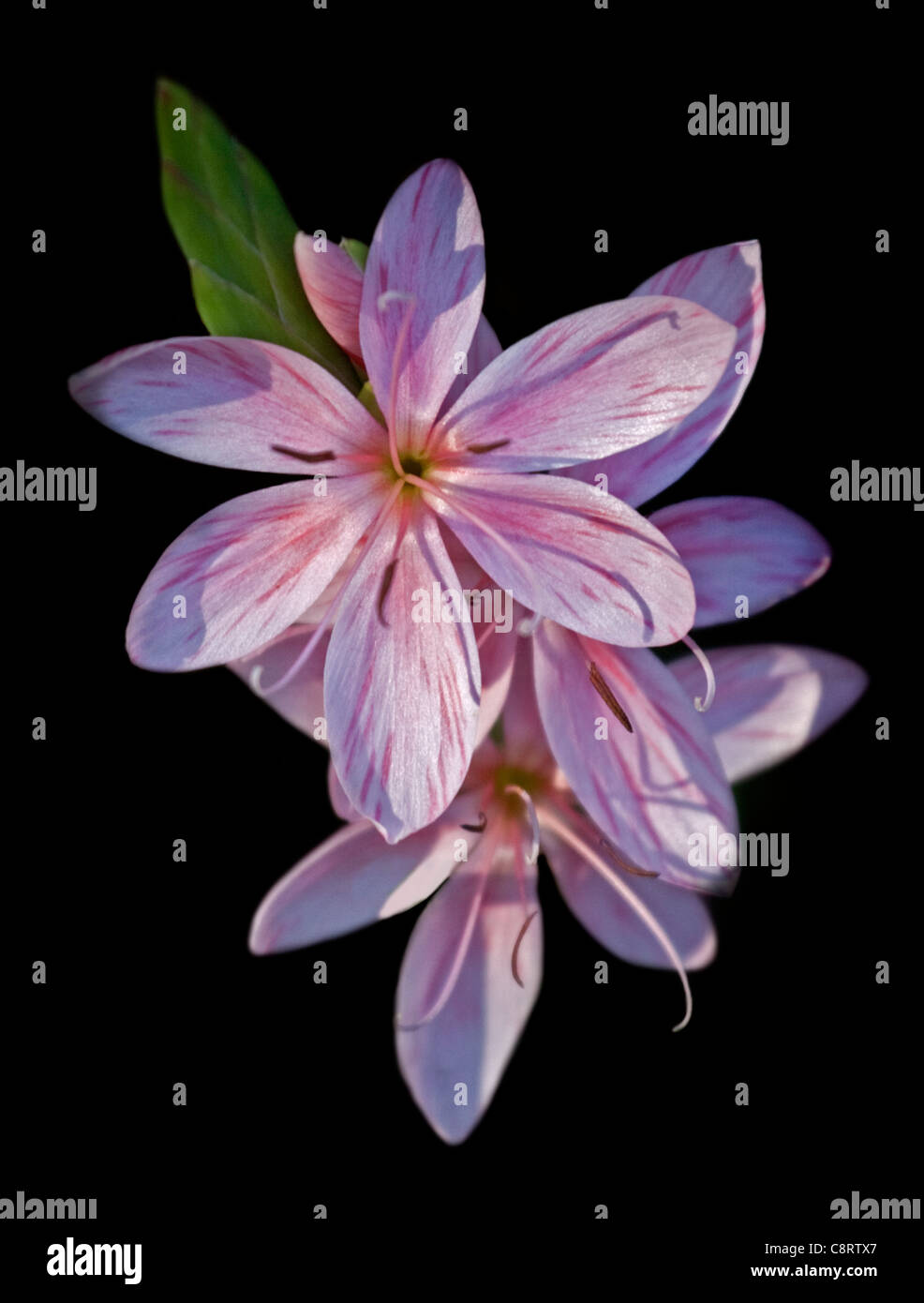 Schizostylis (Giglio Kaffir) Foto Stock