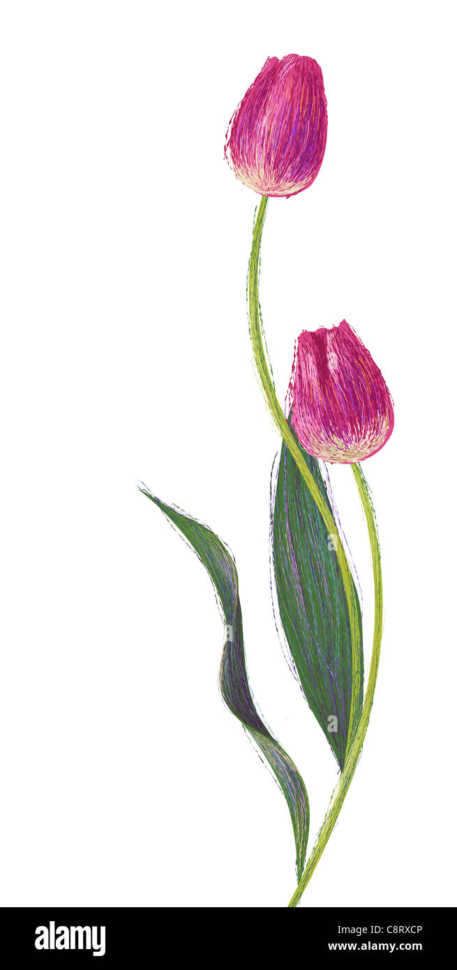 Piante e fiori su sfondo bianco Foto Stock