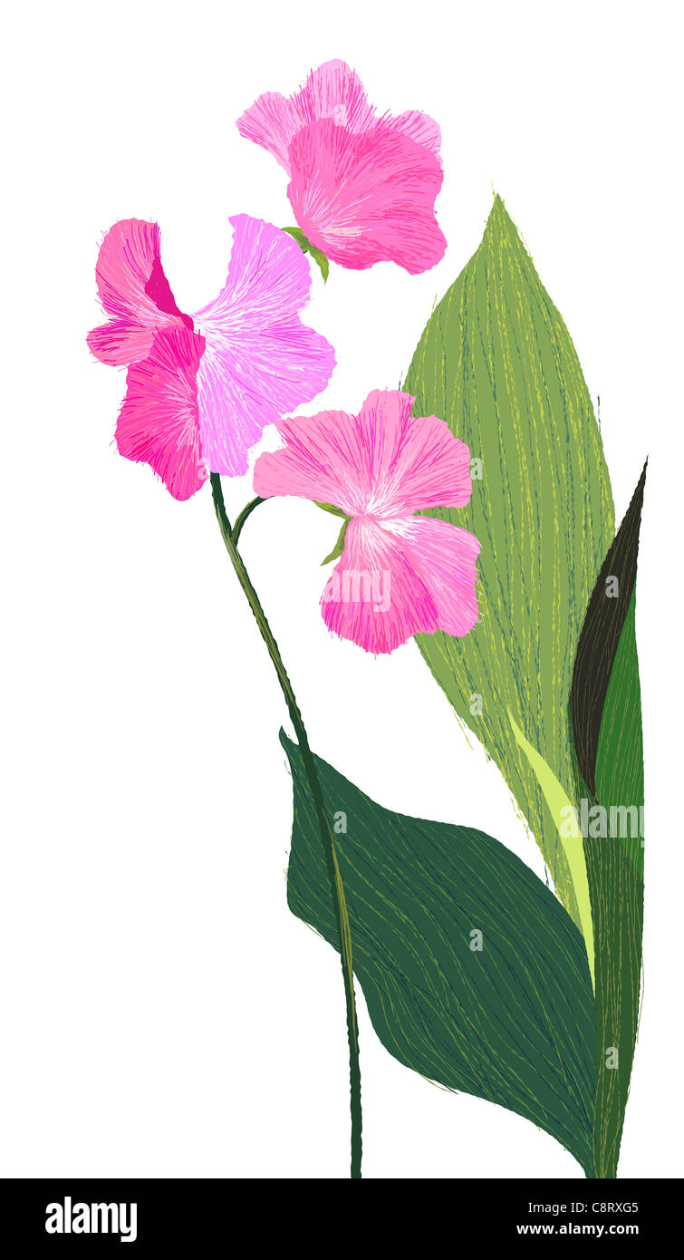 Piante e fiori su sfondo bianco Foto Stock