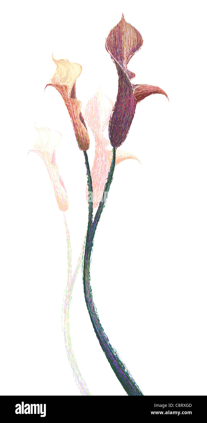 Piante e fiori su sfondo bianco Foto Stock