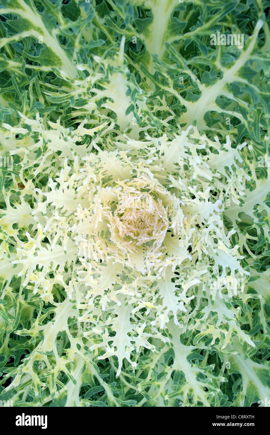 Frastagliate cavolo ornamentale close up Foto Stock