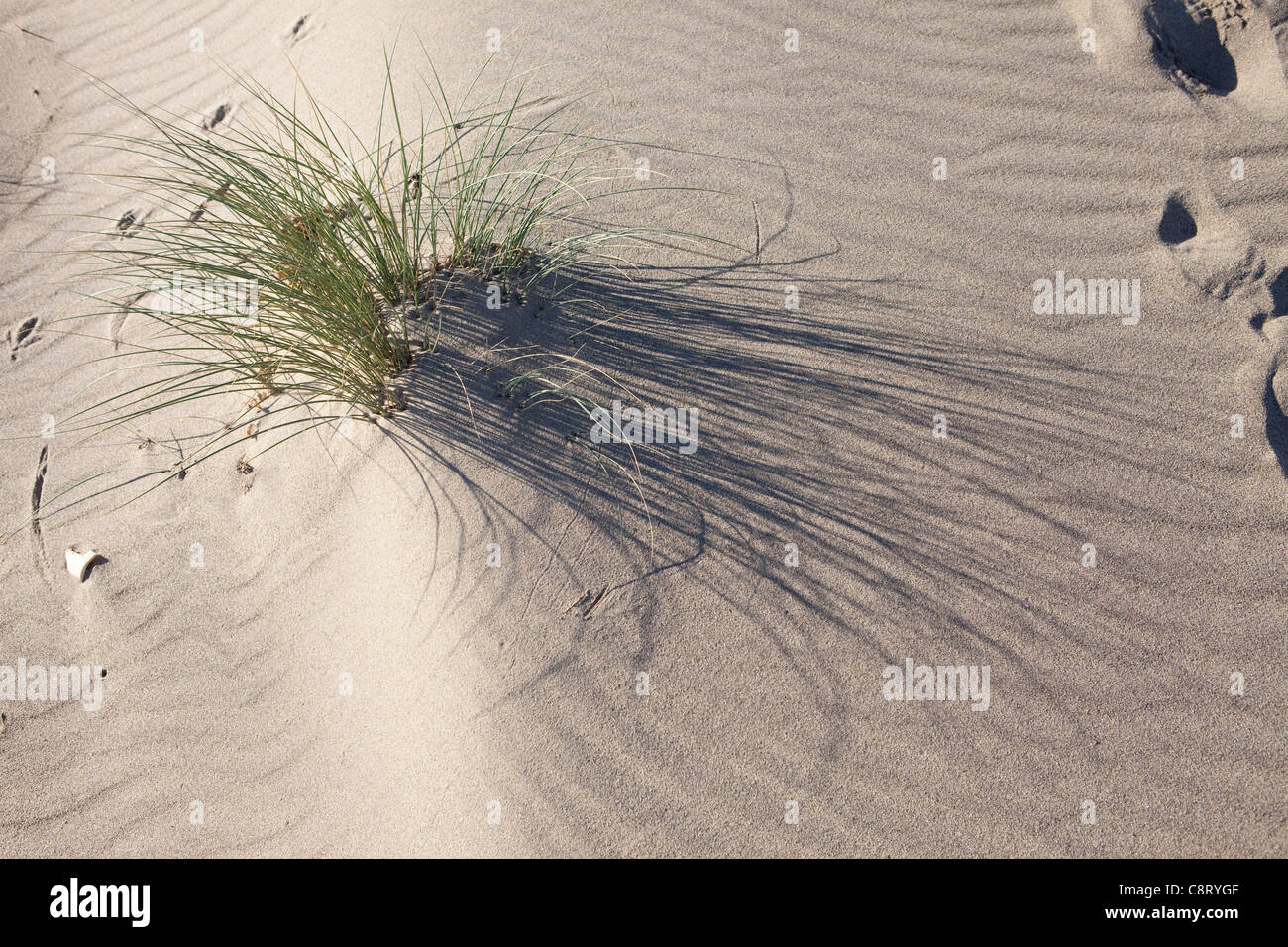 Disprezzare la testa , East Yorkshire - , uccello suoneria a disprezzare osservatorio ornitologico Foto Stock