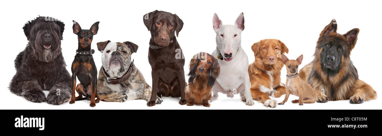 Gruppo di cani di fronte a uno sfondo bianco Foto Stock