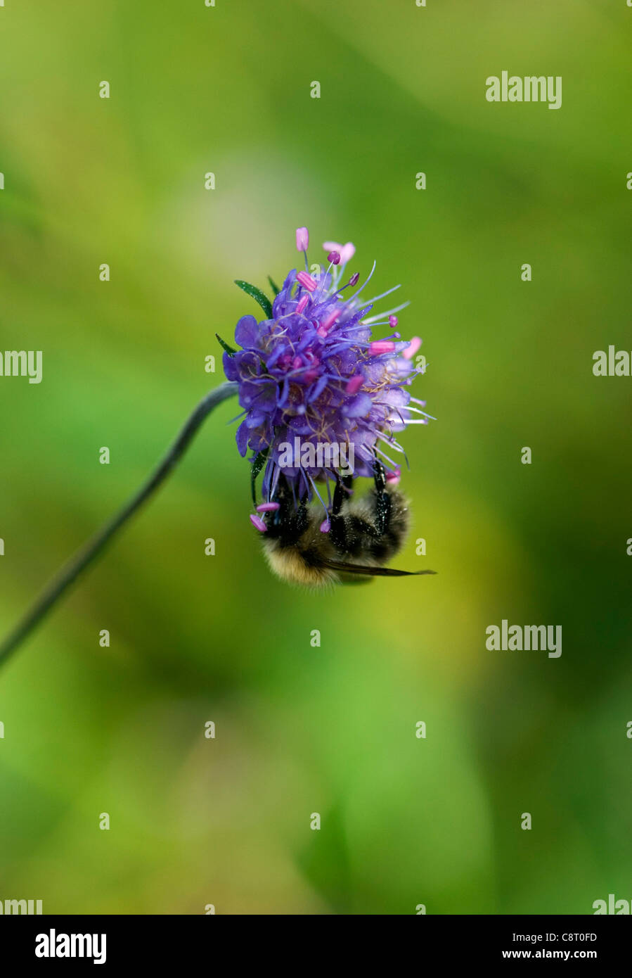 Insetti impollinatori Foto Stock