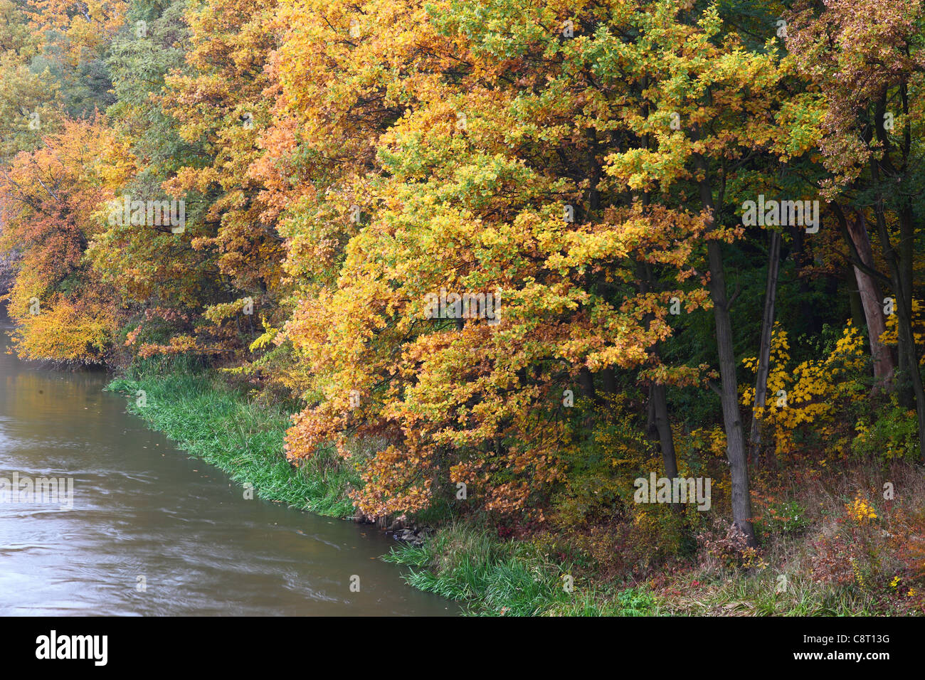 Alberi di quercia virava al giallo sul fiume Odra bank Foto Stock