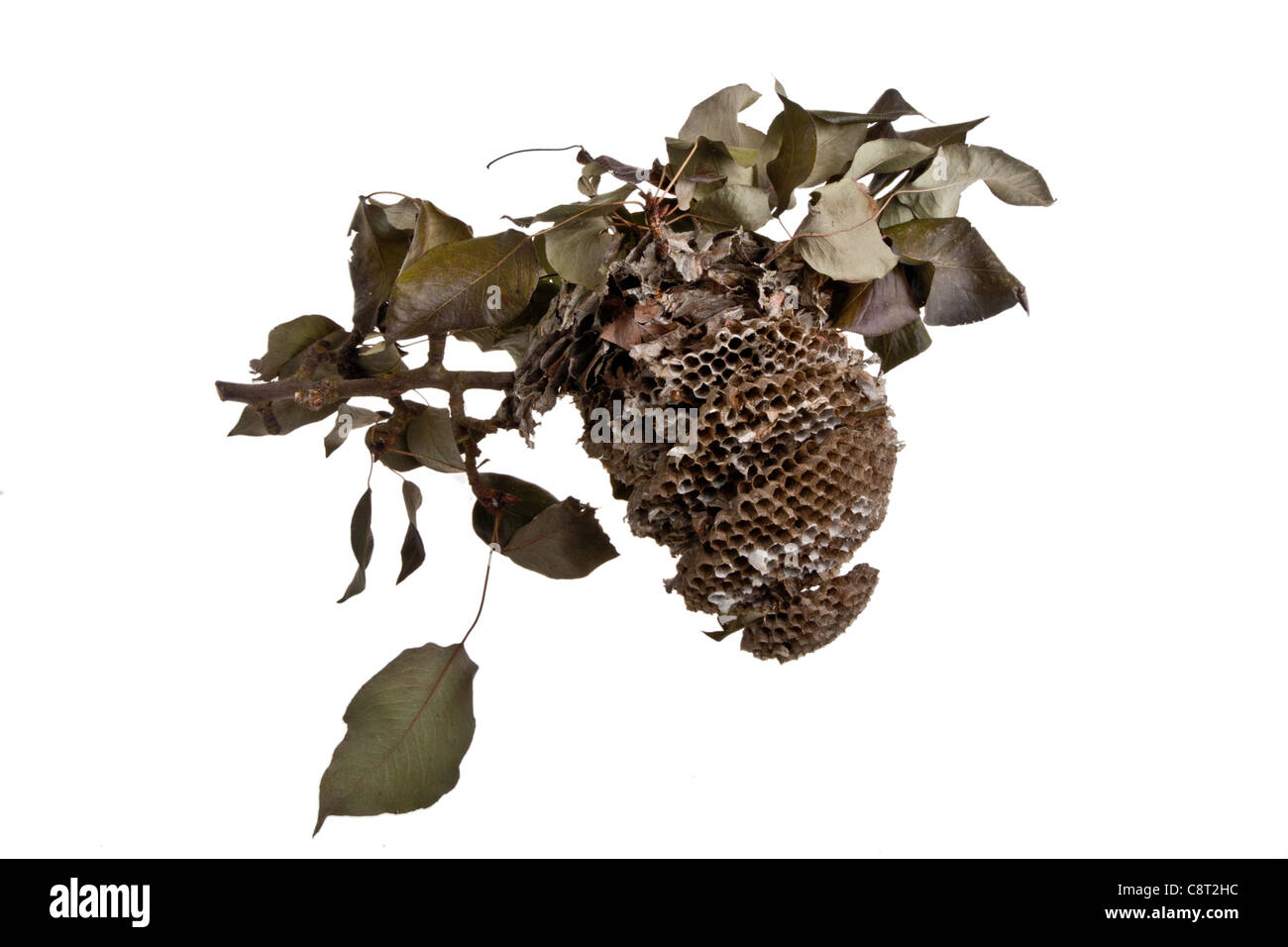 Sezione trasversale di un nido di vespe Foto Stock