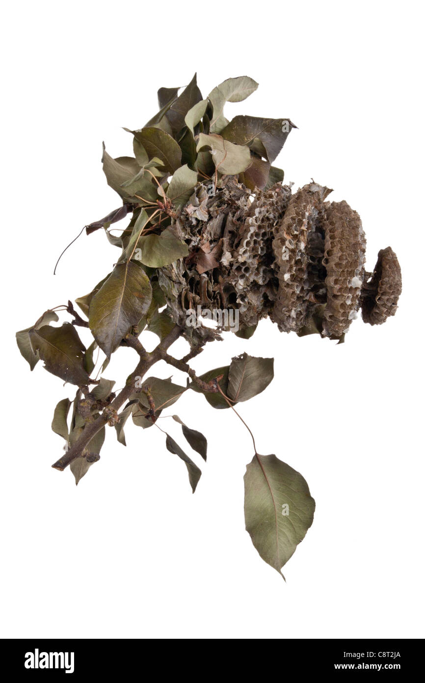 Sezione trasversale di un nido di vespe Foto Stock