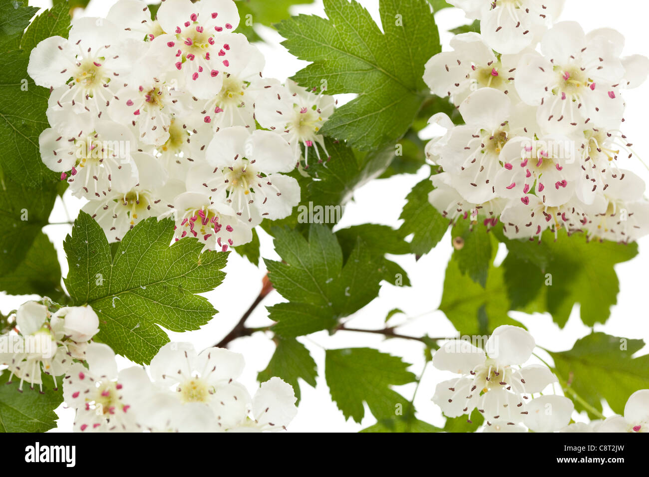 Biancospino o thornapple in fiore con fiore bianco capi Foto Stock