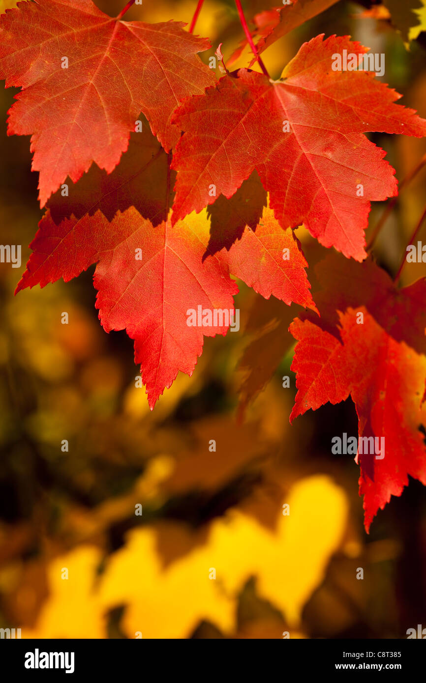 Colori d'autunno clon la foglia come sfondo Foto Stock