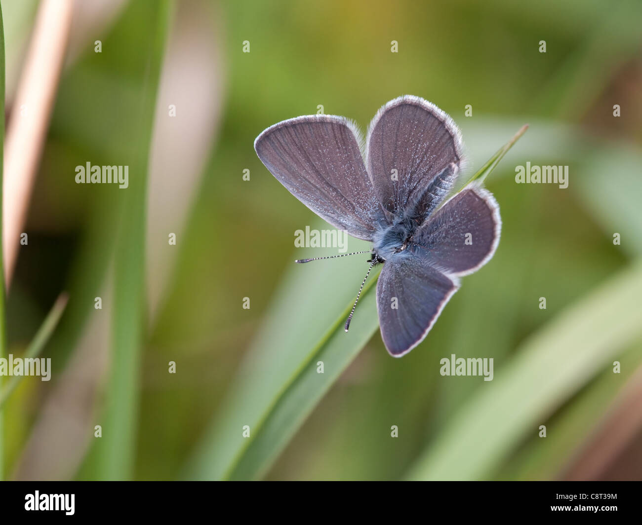 Piccolo Blu a Martin Hampshire Down Foto Stock