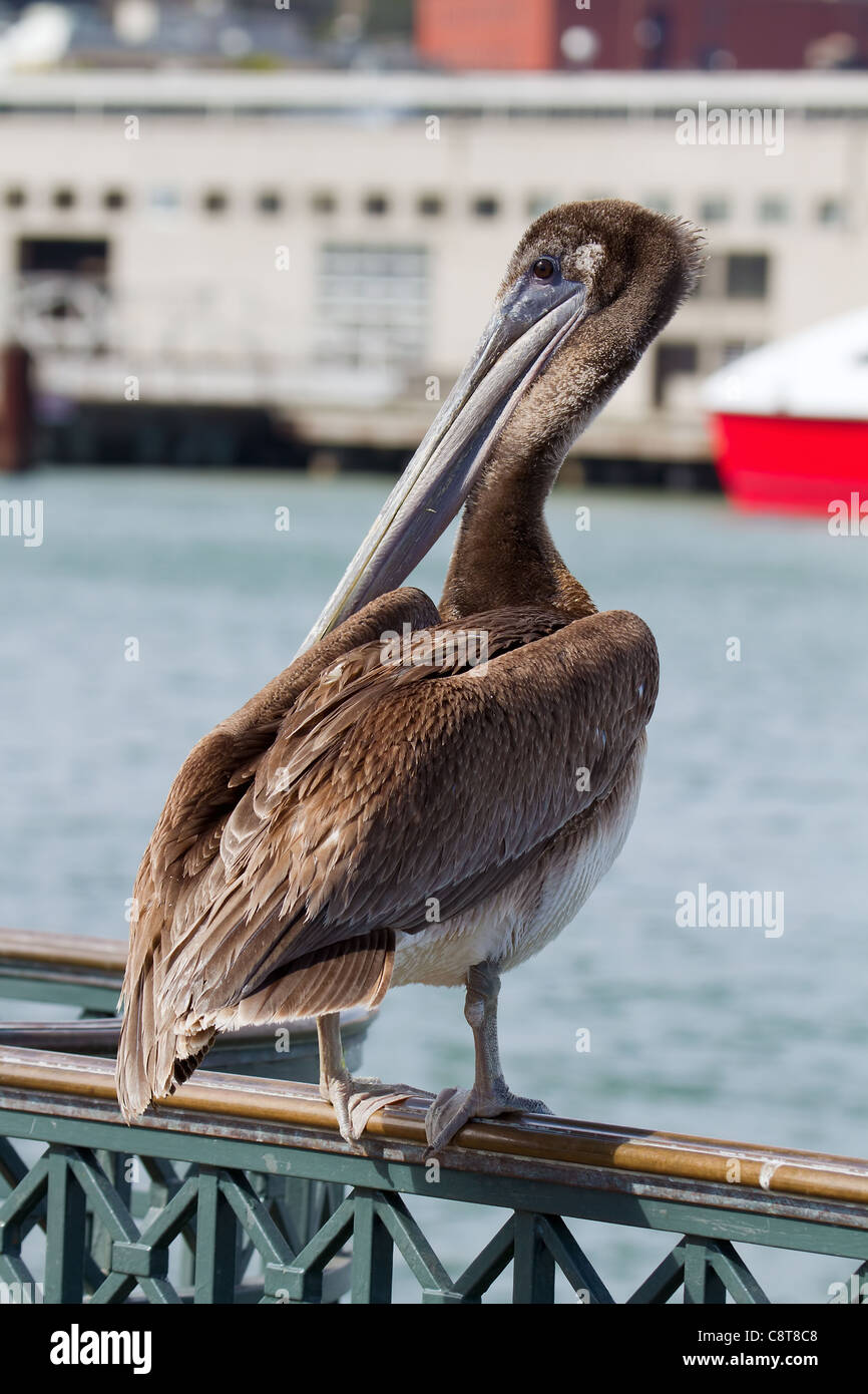 Pelican presso il Molo della Baia di San Francisco in California Foto Stock