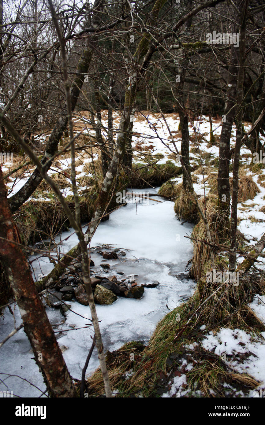 Un fiume congelato tra i tronchi di alberi e la banca di fiume, un freddo inverno scena. Foto Stock