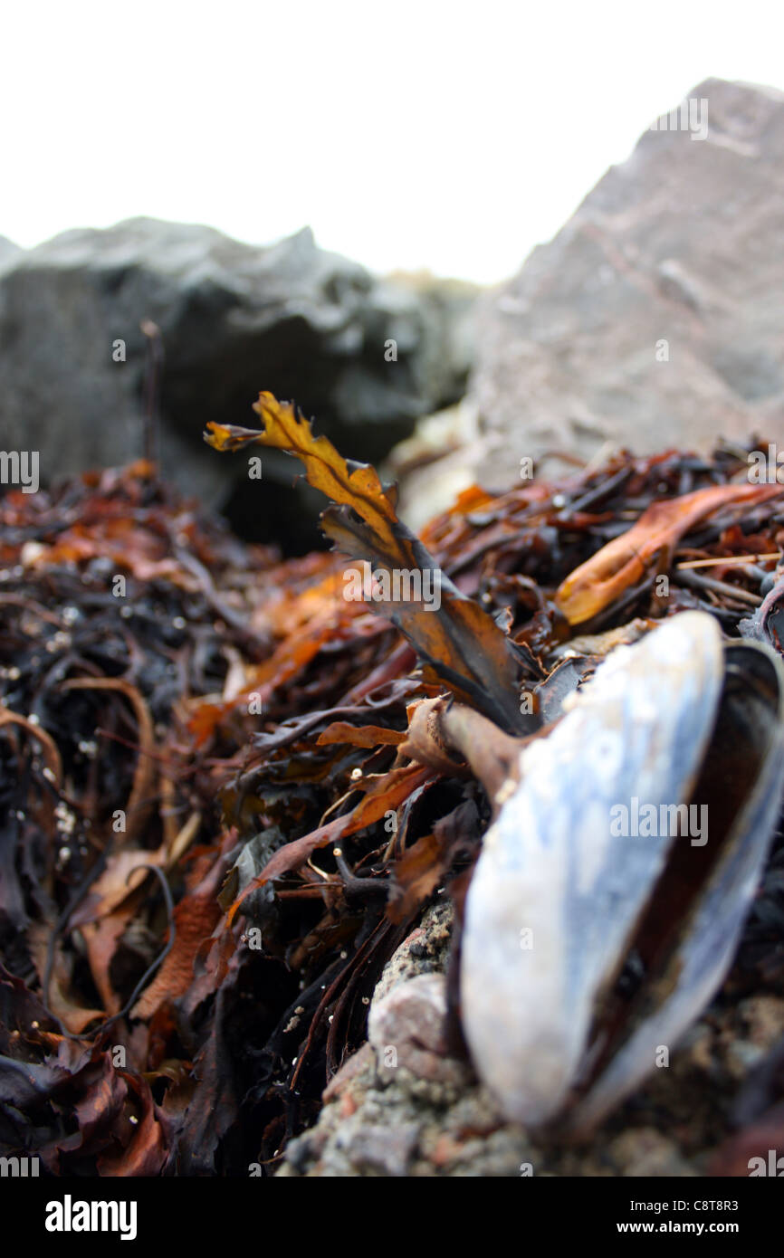 Le alghe su un scozzese loch shore con profondità di campo Foto Stock
