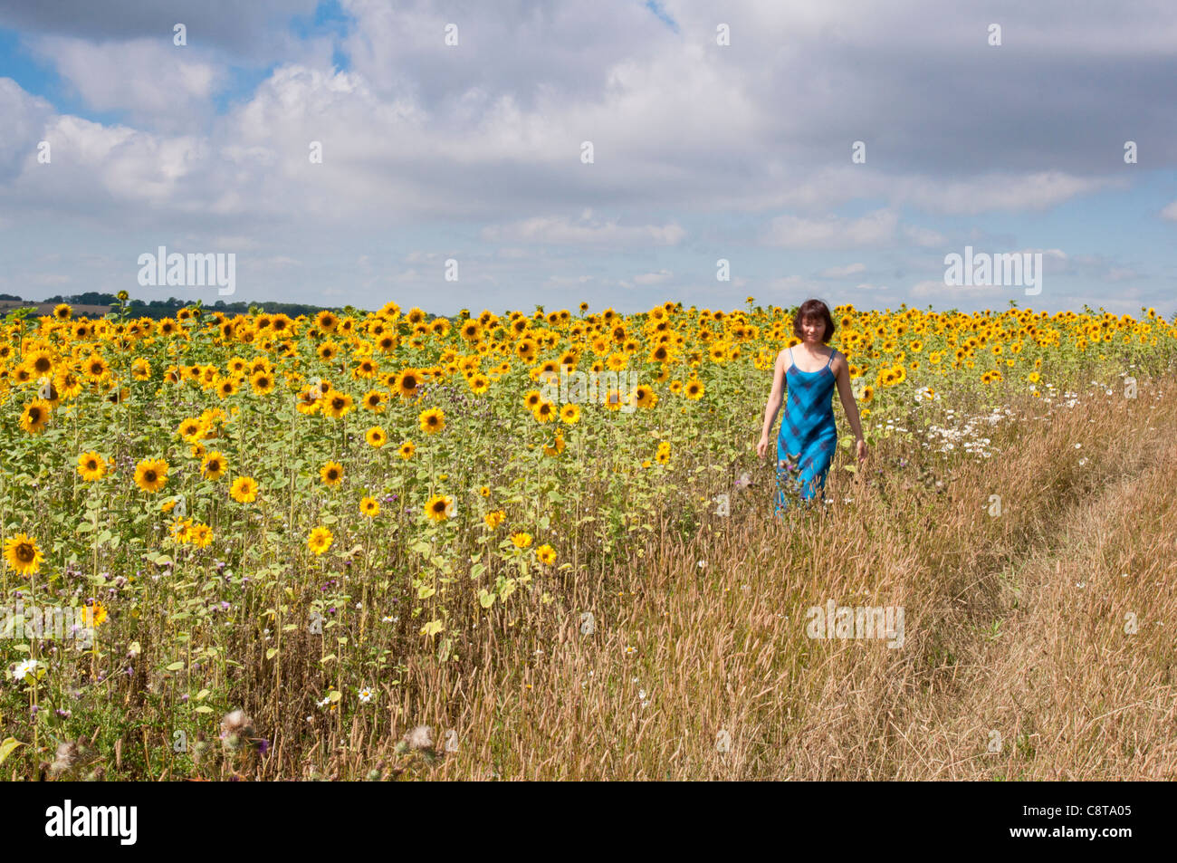 Una ragazza camminare in un campo di girasoli in Snowhill in Worcestershire Costwolds. In Inghilterra. Foto Stock