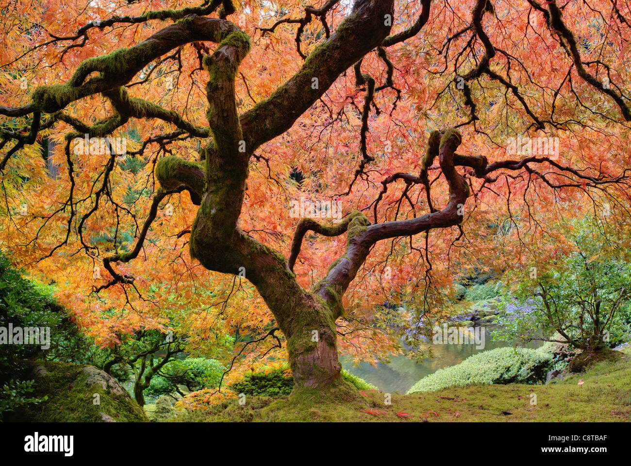 Albero di acero giapponese immagini e fotografie stock ad alta risoluzione  - Alamy