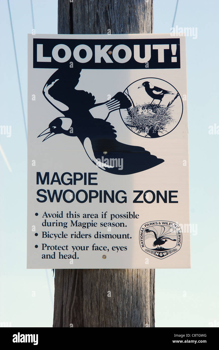 Australian Gazza cartello segnaletico Gymnorhina tibicen Foto Stock