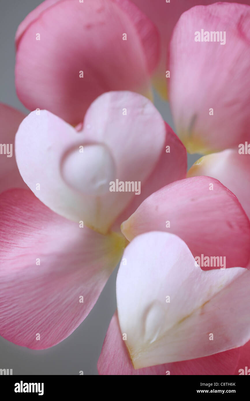 Petalo di fiore e goccia d'acqua Foto Stock