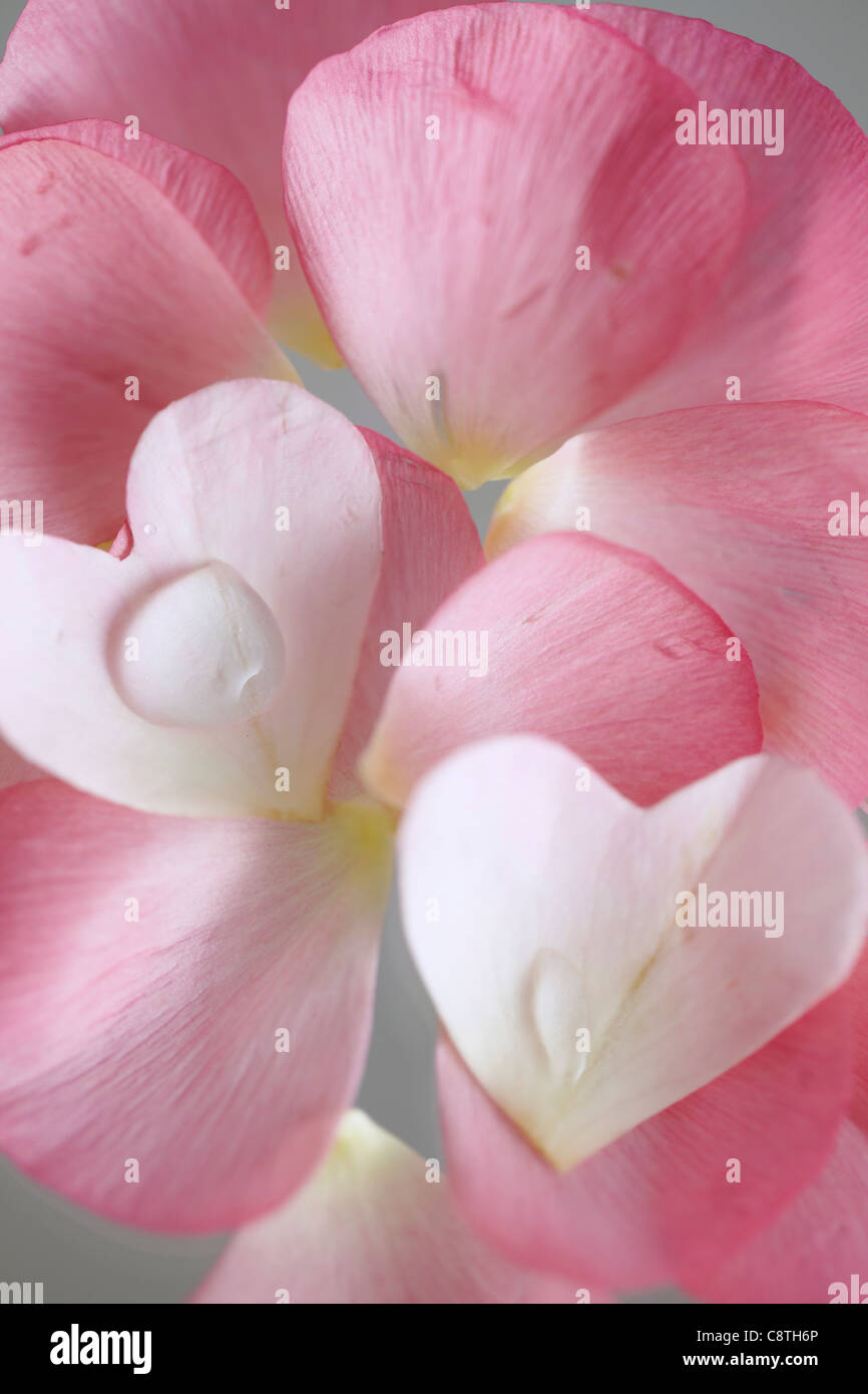Petalo di fiore e goccia d'acqua Foto Stock