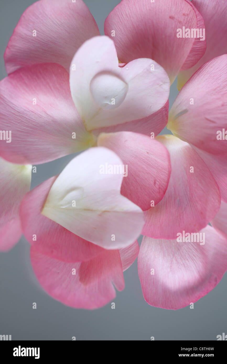 Petalo di fiore e goccia d'acqua Foto Stock
