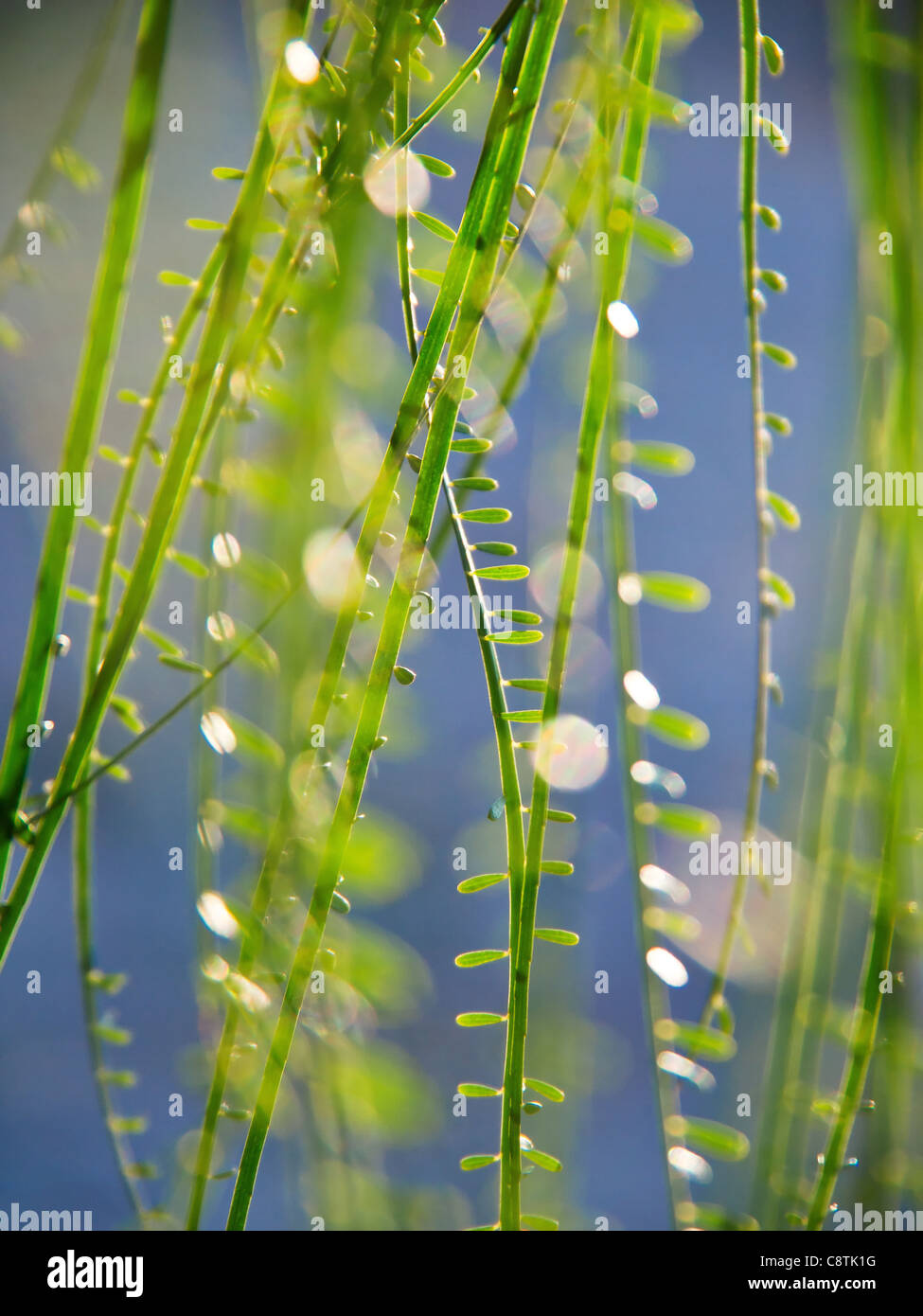 Sottili foglie verdi appeso a un albero Foto Stock