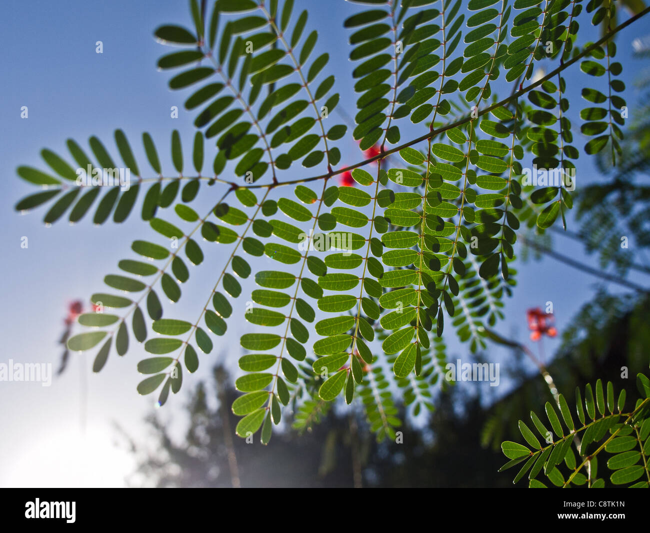Caesalpinia pulcherrima pianta di Pisello - comunemente noto come Poinciana Foto Stock