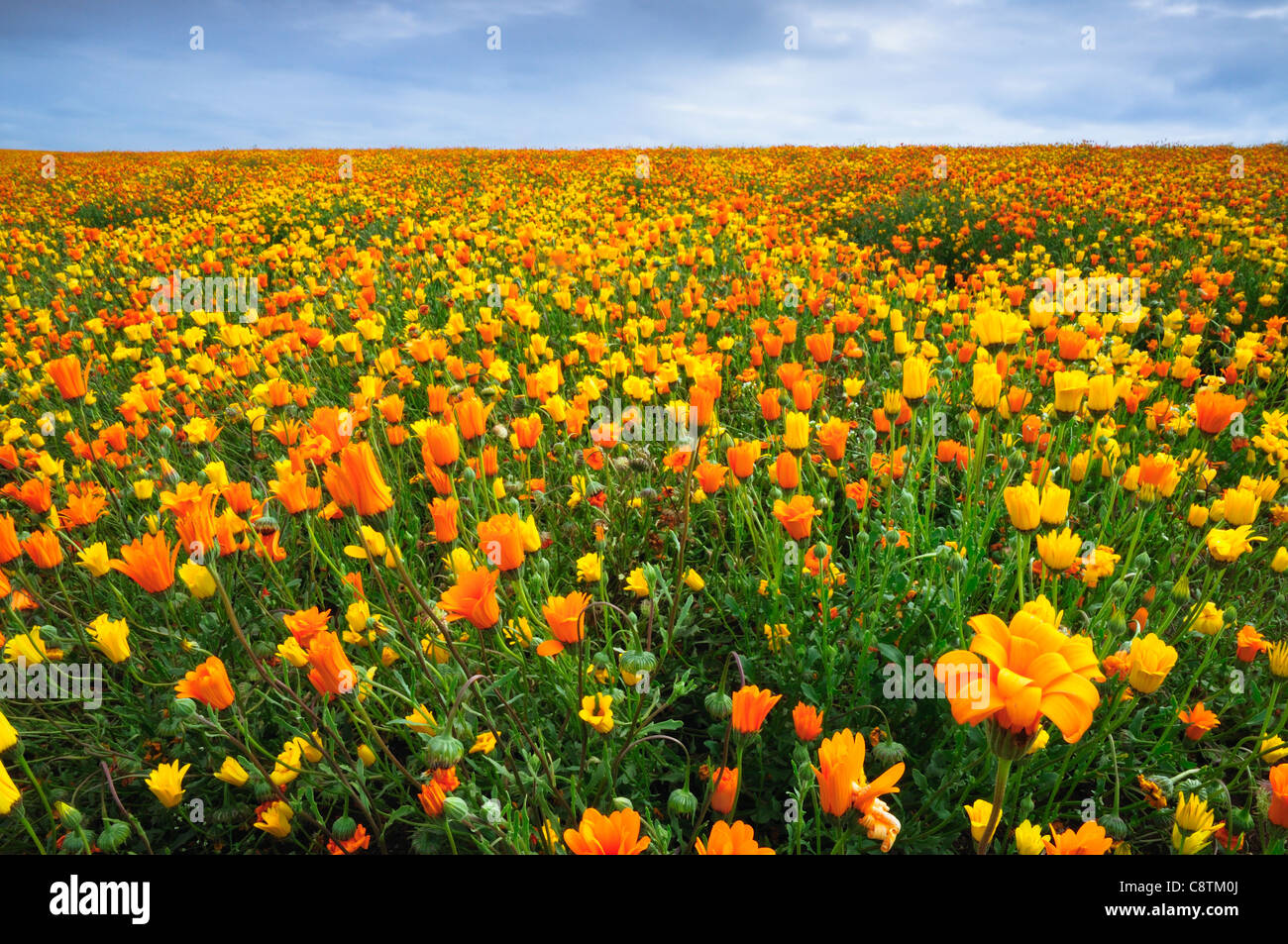 Stati Uniti d'America, Oregon, Marion County, campo di giallo e fiori d'arancio Foto Stock