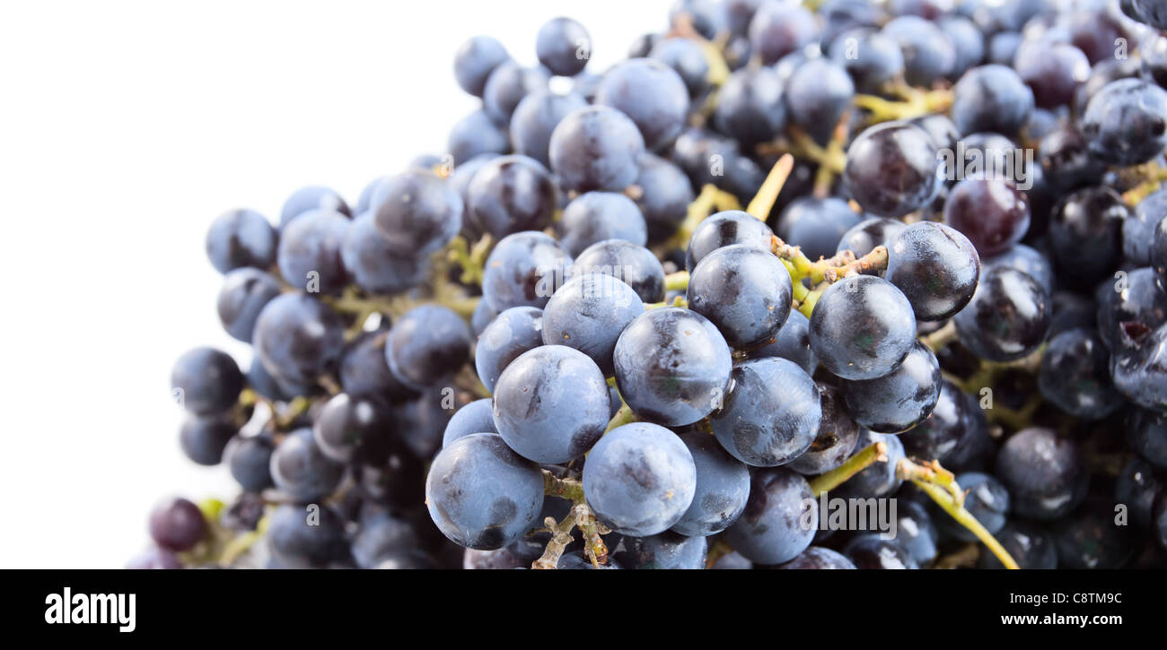 L'Isabella uva è una cultivar derivate ,è utilizzata per la tavola, succo di frutta e per la produzione di vino.sfondo bianco. Foto Stock