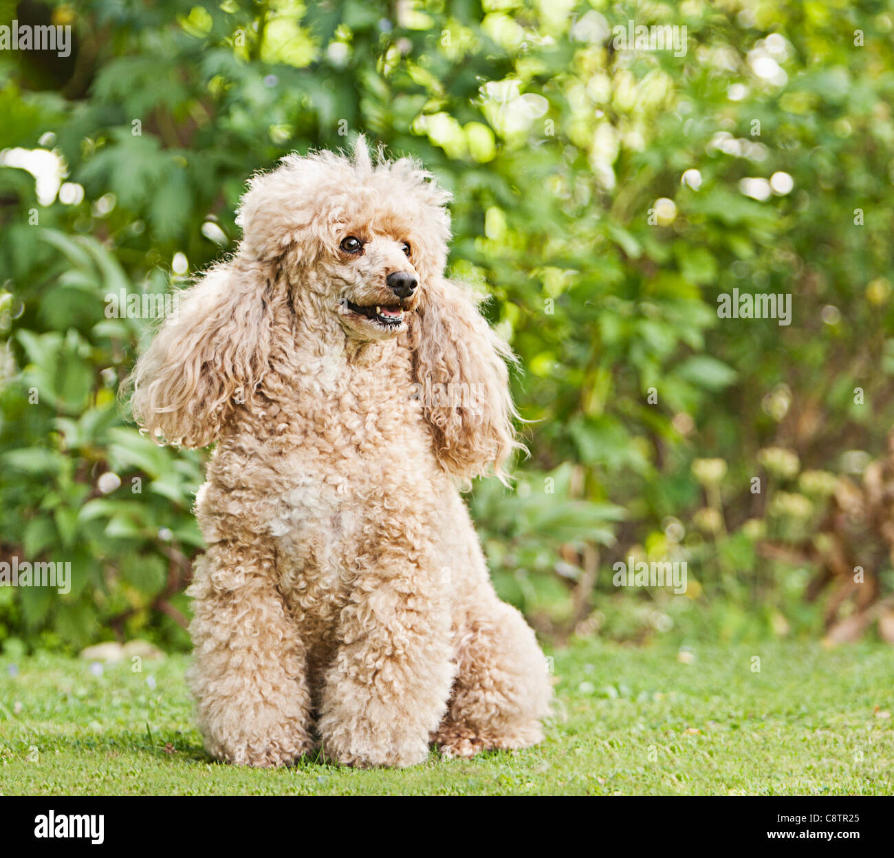 Albicocca barboncino francese in giardino Foto Stock