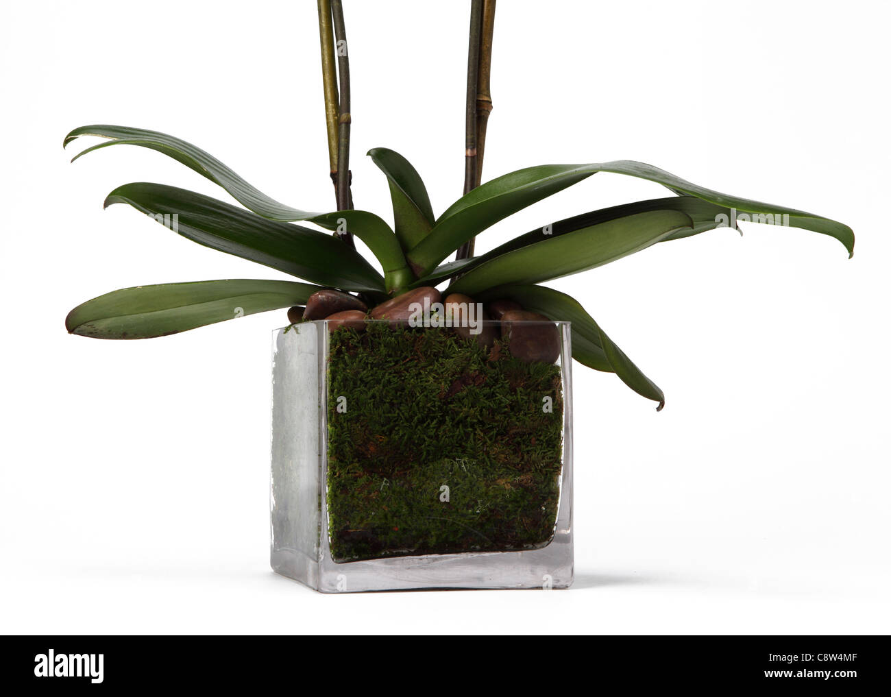 Il fondo di un'orchidea pianta in vaso di vetro. Foto Stock
