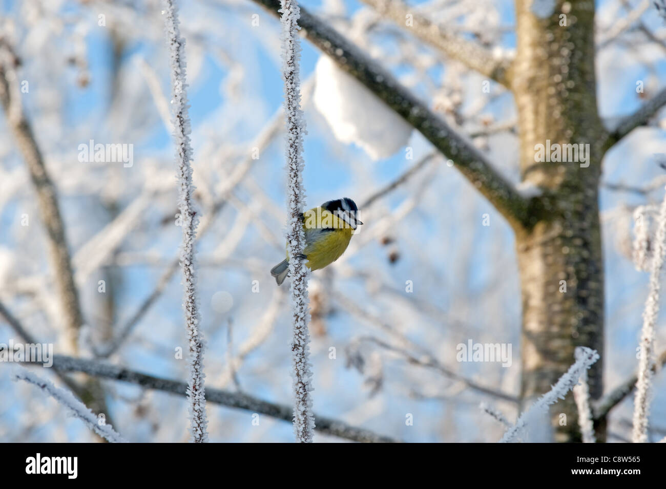 La cinciallegra ubicazione sul ramo albero in una fredda giornata invernale (Parus major) Foto Stock