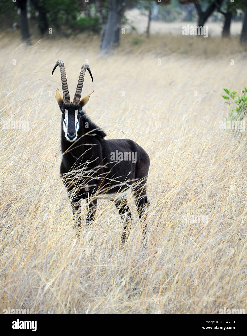 Sable (Hippotragus niger) maschio antilope sul Imire Ranch di Safari Foto Stock