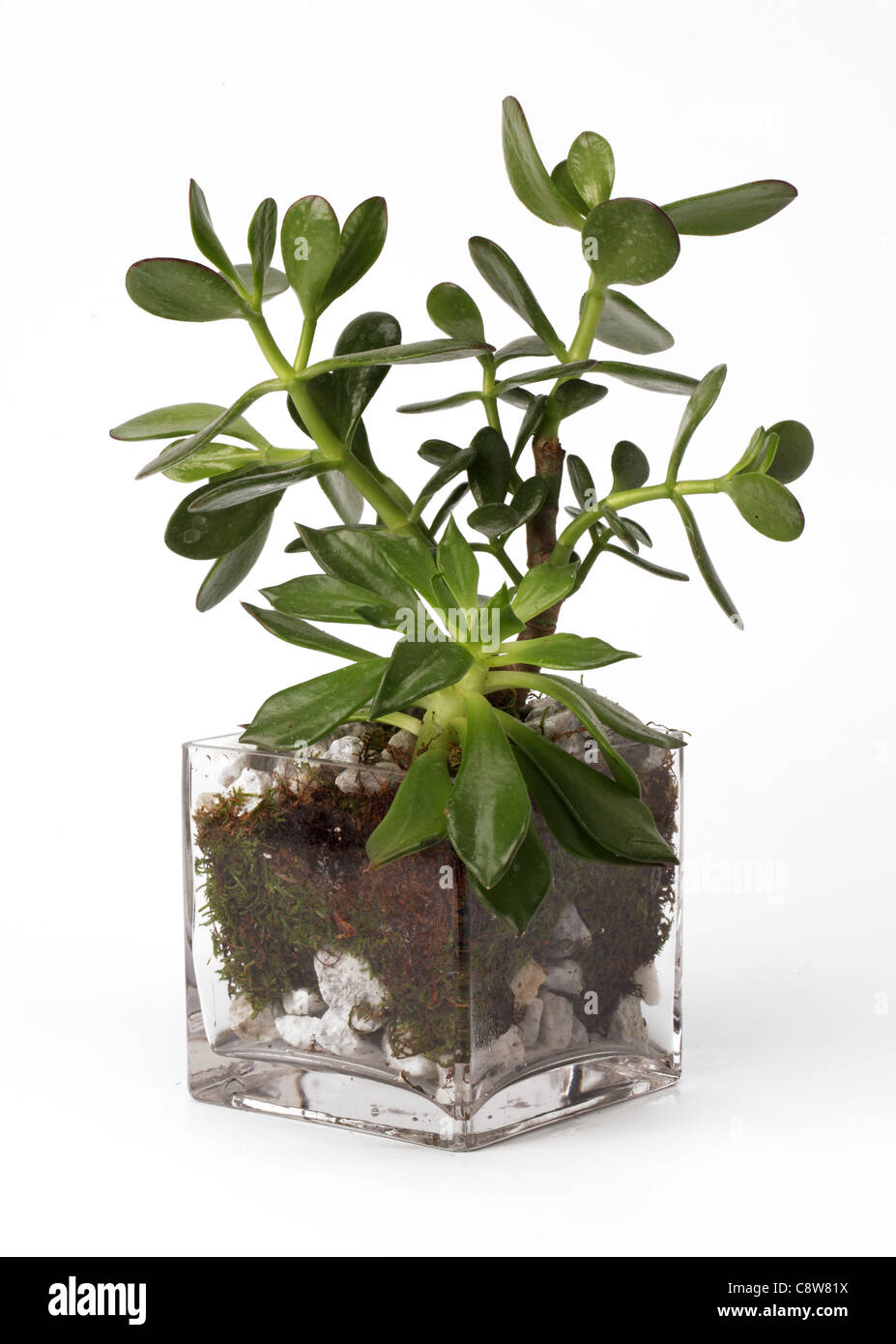 Una piccola pianta che cresce in un vaso di vetro. Impianto di giada [Crassula ovata] Foto Stock