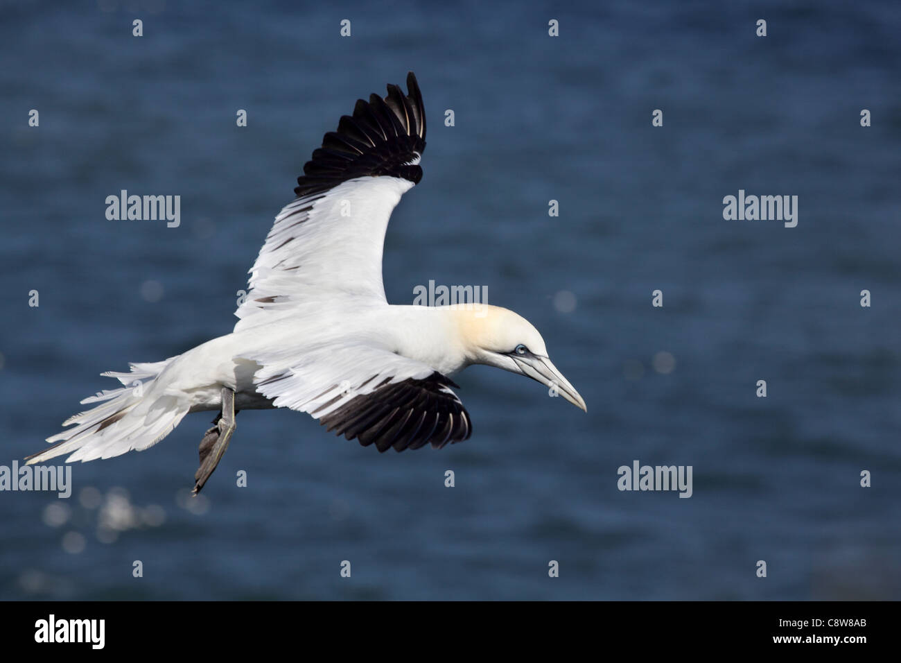 Sule (Morus bassanus) a Bempton Cliffs. Il 30 aprile 2011 Foto Stock