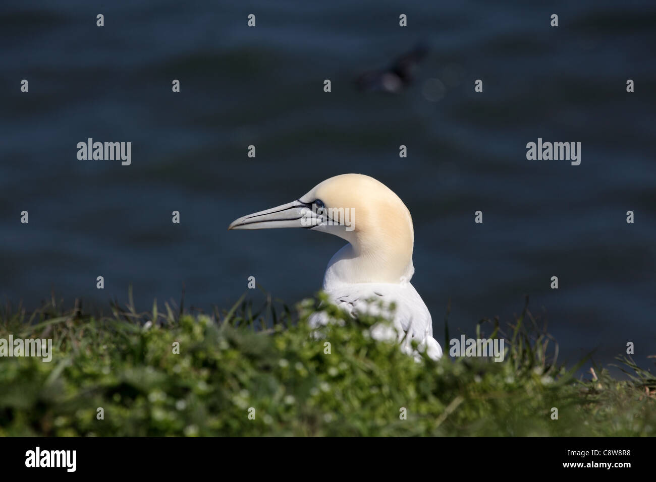 Sule (Morus bassanus) a Bempton Cliffs. Il 30 aprile 2011 Foto Stock