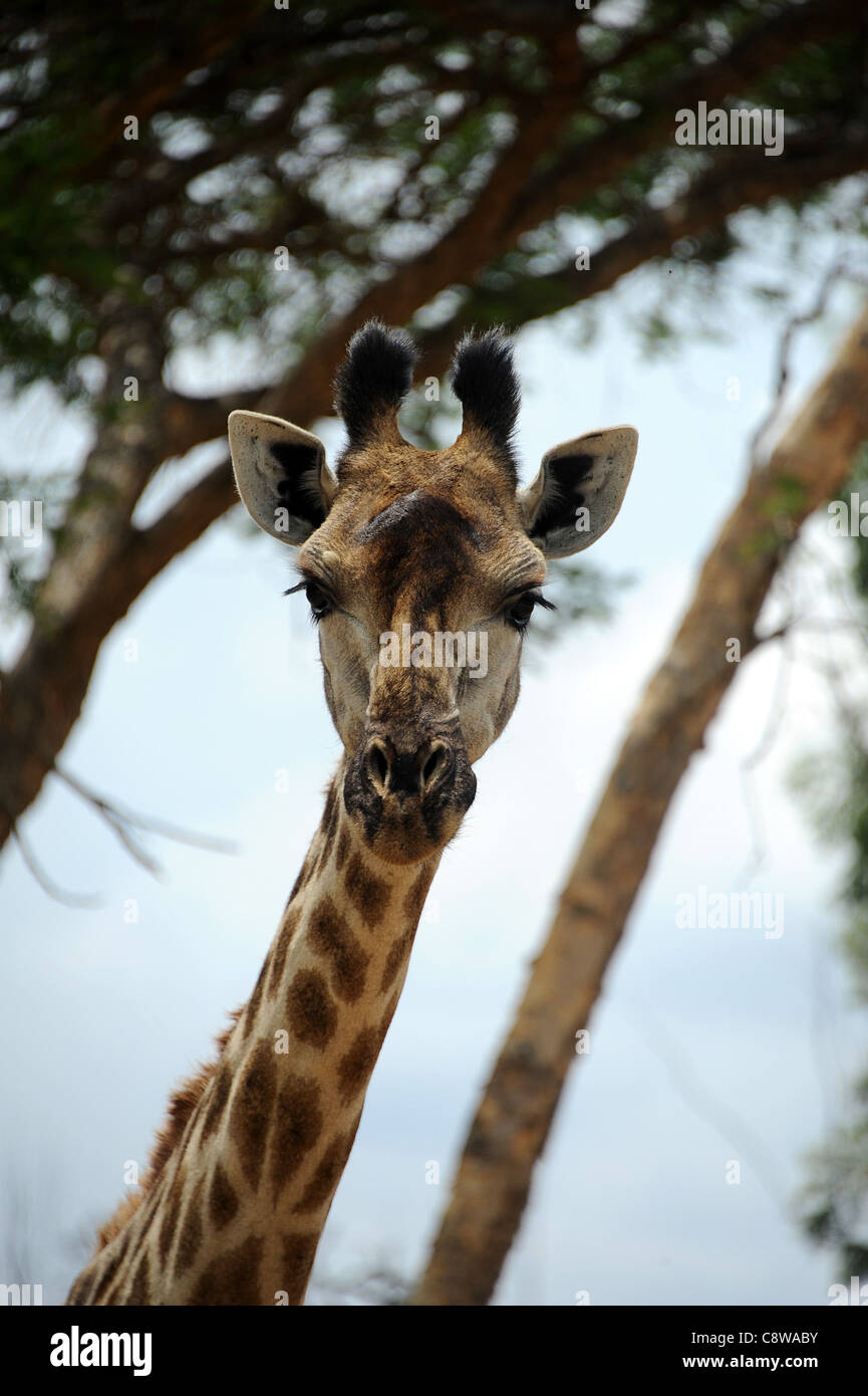 Giraffe (Giraffa camelopardalis) nella boccola in corrispondenza Imire Safari Ranch, Zimbabwe. Foto Stock