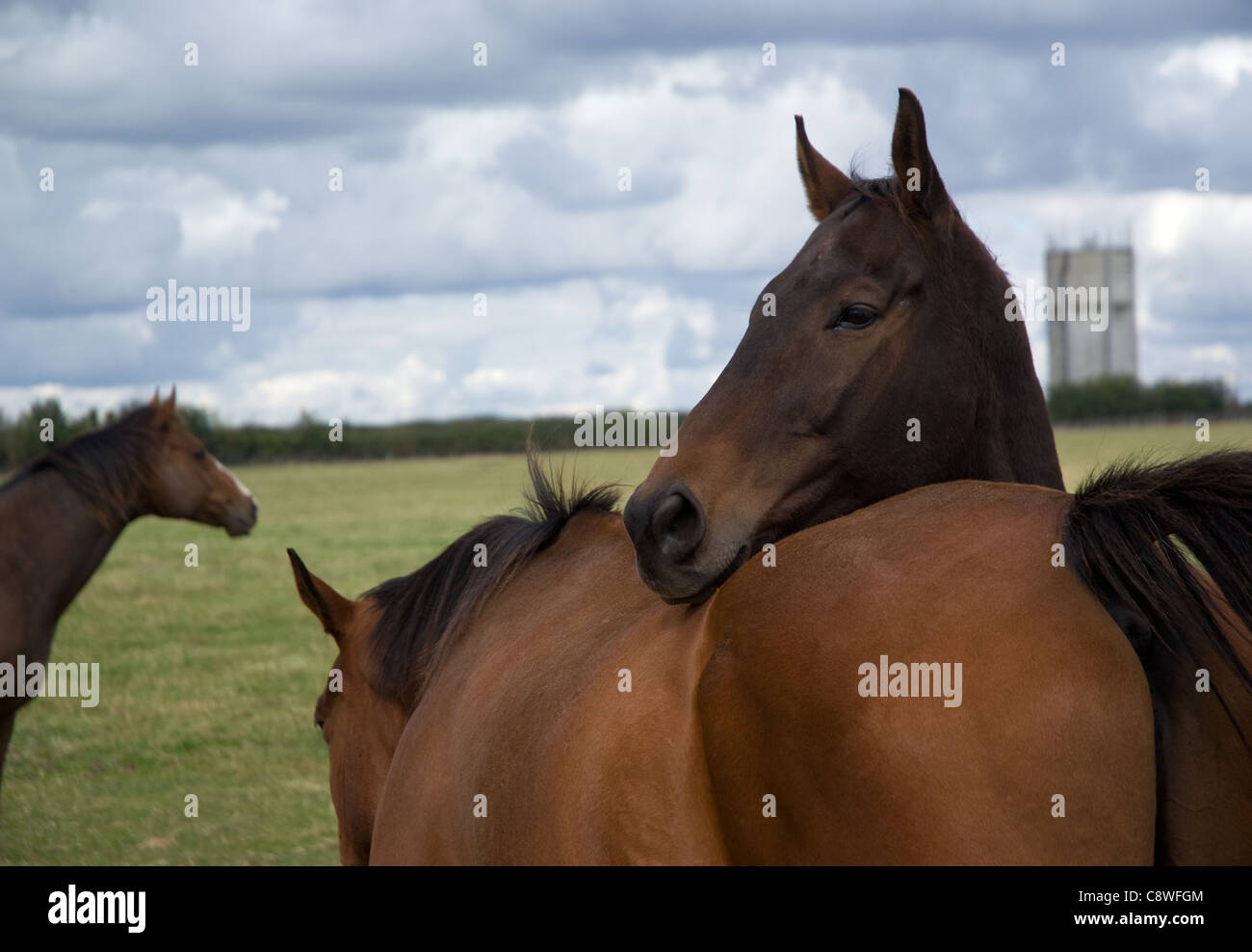 Bella cavalli purosangue incollaggio Foto Stock