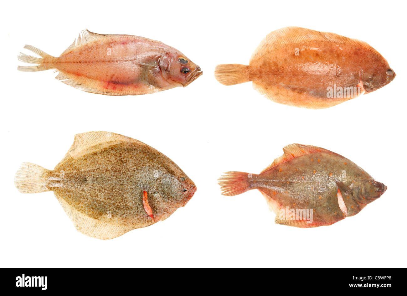 Gruppo di pesci piatti freschi, suola,brill, e luogo isolato su bianco Foto Stock