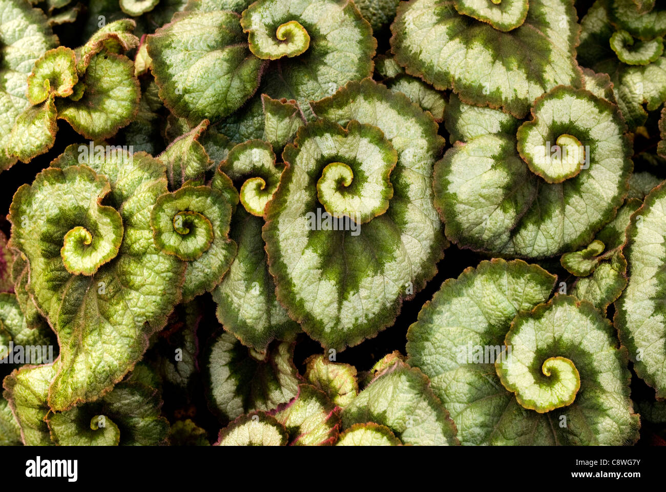 Begonia "Olympic Escargot' piantata in un Michigan Avenue marciapiede plot a Chicago, Illinois. Foto Stock