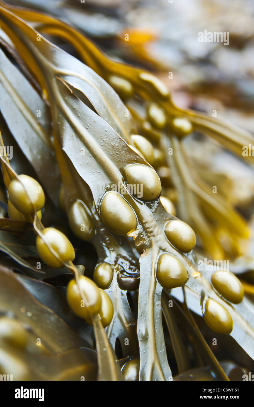 Le alghe wrack della vescica, Fucus vesiculosus Foto Stock