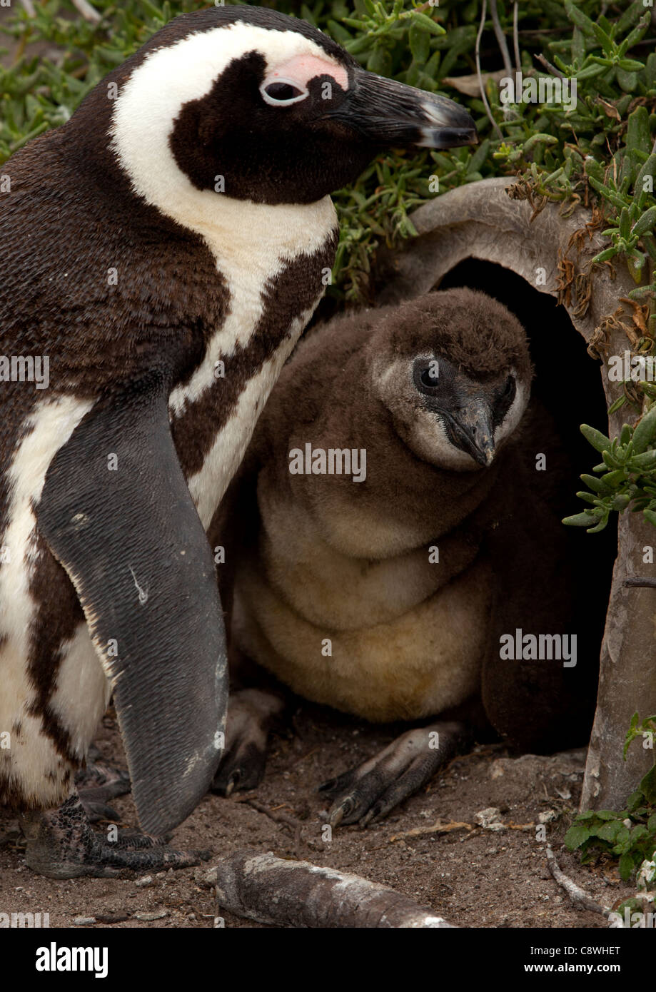 Un Jackass Penguin e la neonata a Bettys Bay Riserva dei Pinguini Foto Stock