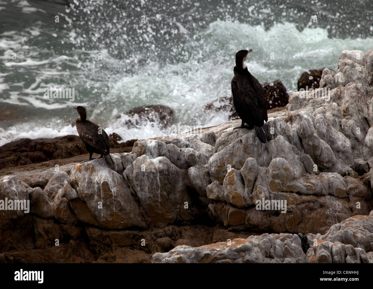 Due cormorani appollaiarsi su rocce in Stoney Point, Sud Africa Riserva dei Pinguini Foto Stock